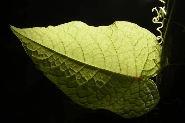 Blad Hart Natuur — Stockfoto