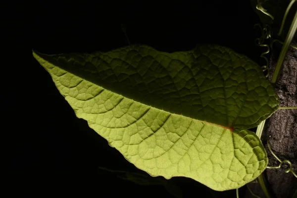 Blad Hart Natuur — Stockfoto