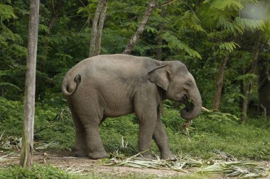 Ücretsiz gezici Phitsanulok, Tayland Tayland filler.