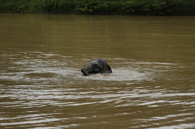 Ücretsiz gezici Phitsanulok, Tayland Tayland filler.