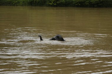 Ücretsiz gezici Phitsanulok, Tayland Tayland filler.