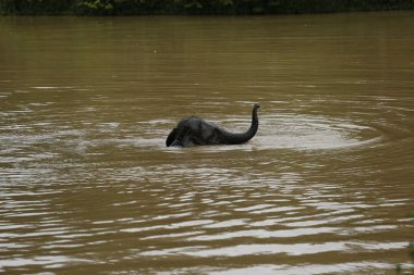 Ücretsiz gezici Phitsanulok, Tayland Tayland filler.