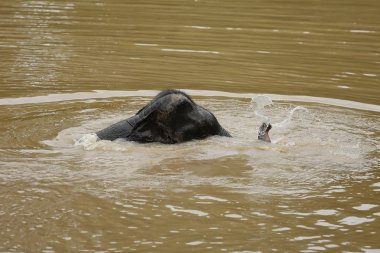 Ücretsiz gezici Phitsanulok, Tayland Tayland filler.