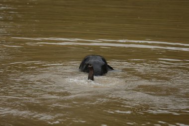 Ücretsiz gezici Phitsanulok, Tayland Tayland filler.