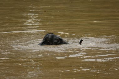 Ücretsiz gezici Phitsanulok, Tayland Tayland filler.