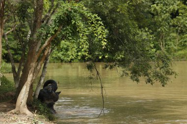 Ücretsiz gezici Phitsanulok, Tayland Tayland filler.