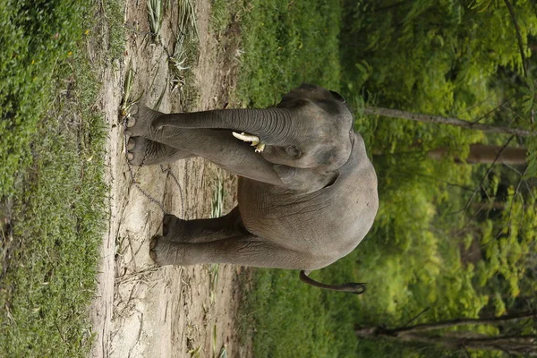 Tailandia Elefantes Vagando Gratis Phitsanulok Tailandia — Foto de Stock