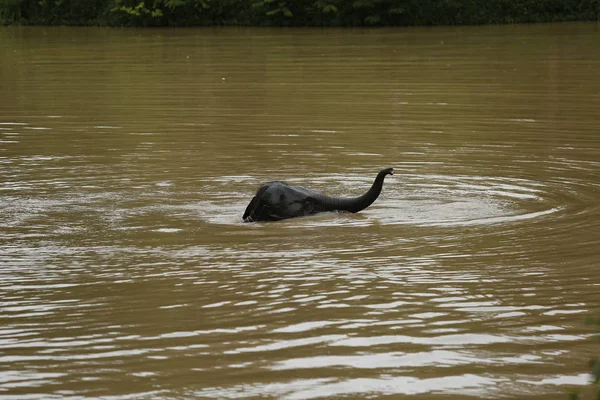 Ücretsiz gezici Phitsanulok, Tayland Tayland filler.