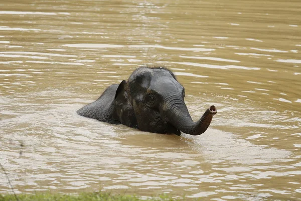 Thailand Elephants Roaming Free Phitsanulok Thailand — Stock Photo, Image