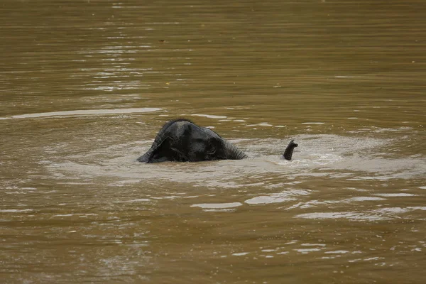 Ücretsiz gezici Phitsanulok, Tayland Tayland filler.