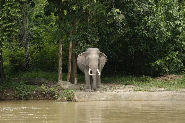 Tailandia Elefantes Vagando Gratis Phitsanulok Tailandia — Foto de Stock