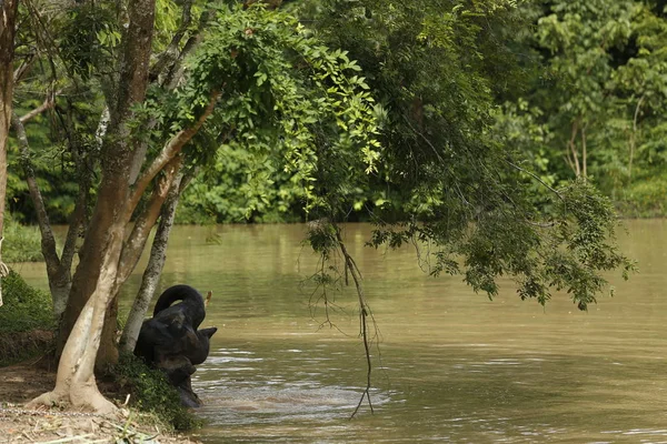 Ücretsiz gezici Phitsanulok, Tayland Tayland filler.