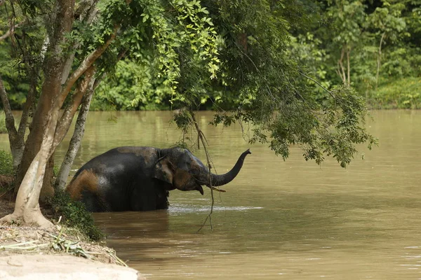 Tailandia Elefantes Vagando Gratis Phitsanulok Tailandia — Foto de Stock