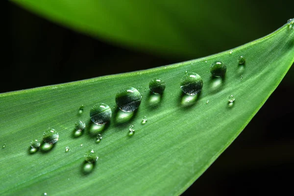 Water Drops Leaf Green — Stock Photo, Image