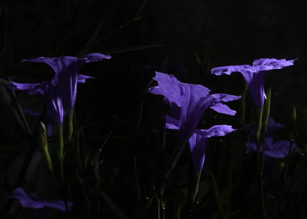 Ruellia Tuberosa Minnieroot Elszigetelt Fekete Háttér Beágyazott Vágógörbe — Stock Fotó