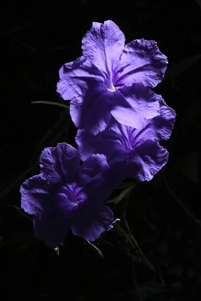 Ruellia Tuberosa Minnieroot Izolat Fundal Negru Cale Tăiere Încorporată — Fotografie, imagine de stoc