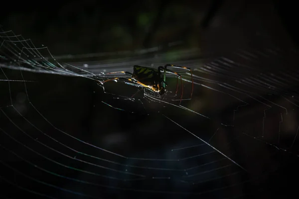 Szoros Spider Net Napsütésben — Stock Fotó