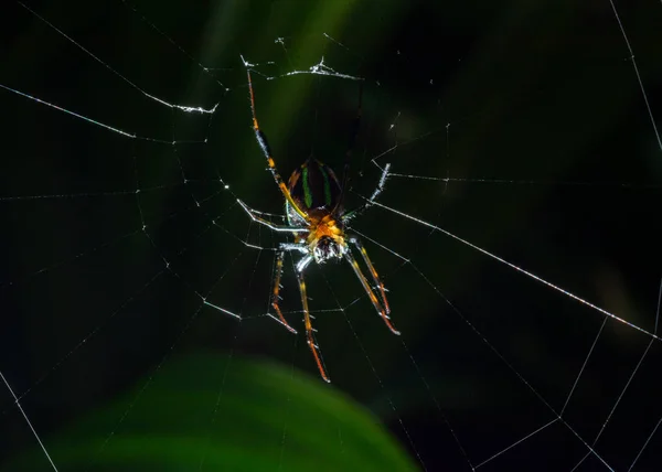 Nahaufnahme Spinne Netz Bei Sonnenschein — Stockfoto