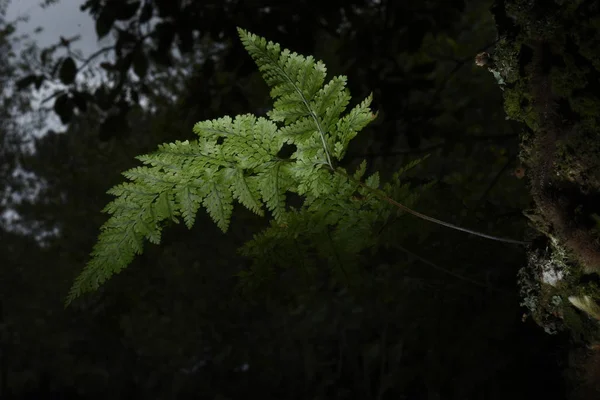 Hoja Helecho Naturaleza — Foto de Stock