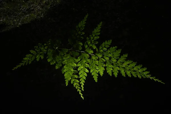 Doğa Eğreltiotu Yaprak — Stok fotoğraf