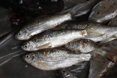 Temizlik ve taze balık filleting.