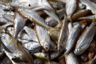 Temizlik ve taze balık filleting.