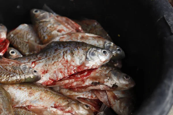 洗浄し 新鮮な魚をさばく — ストック写真