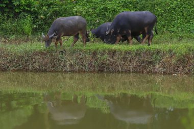 Doğadaki Asya buffalo.