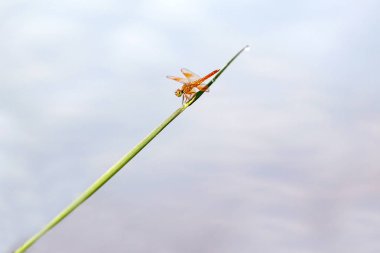 Yusufçuk doğada kırmızı