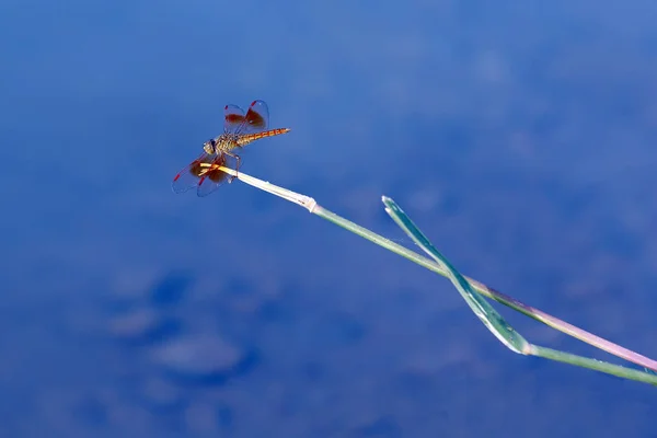 Dragonfly Vermelho Natureza — Fotografia de Stock