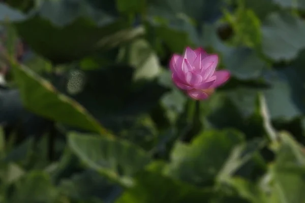 Blühende Lotusblume Teich — Stockfoto