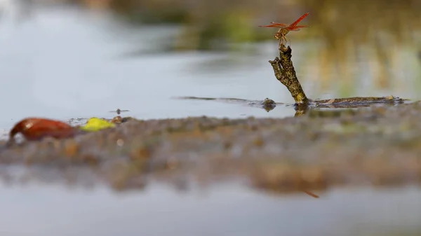 Libelle Rot Der Natur — Stockfoto