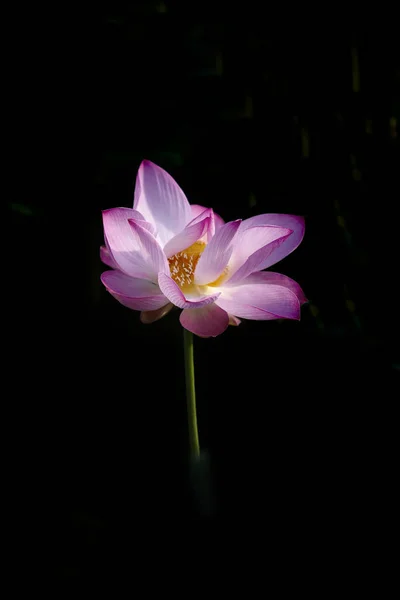 Floare Înfloritoare Lotus Fundal — Fotografie, imagine de stoc