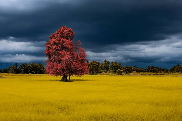 Облако Дождя Одинокое Дерево Растущее Поле Рапса — стоковое фото