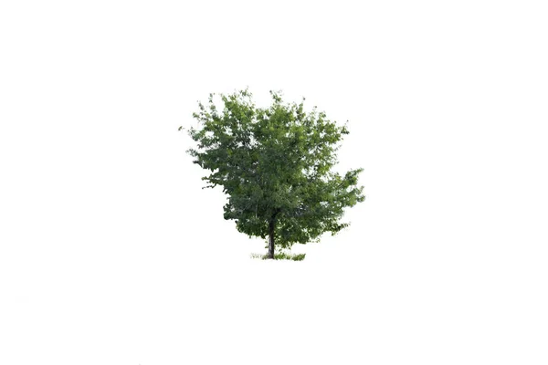 Απομονωμένο Δέντρο Λευκό Φόντο Σχέδιο — Φωτογραφία Αρχείου