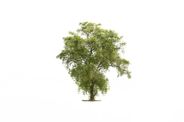 Tree Isolated White Background Drawing — Stock Photo, Image