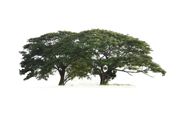 Träd Som Isolerade Vit Bakgrund Som Ritning — Stockfoto