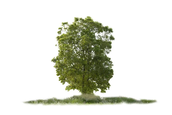 Árvore Isolado Fundo Branco Como Desenho — Fotografia de Stock