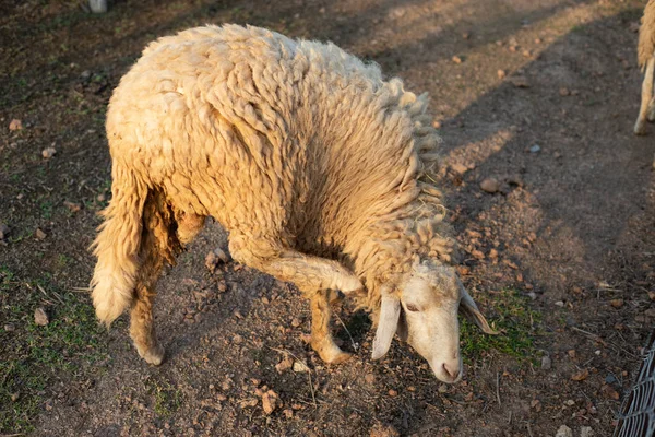 Овцы Едят Траву Ферме — стоковое фото