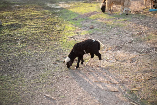 Moutons Mangeant Herbe Dans Ferme — Photo