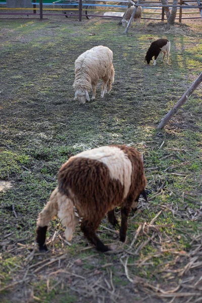 Овцы Заборе Фермы Овцы Едят Траву Ферме — стоковое фото