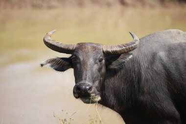 Buffalo yarım tam yemek çimen, Waterfront.