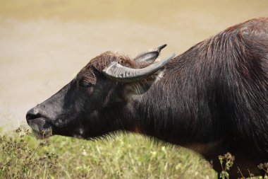 Buffalo yarım tam yemek çimen, Waterfront.