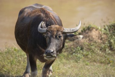 Buffalo yarım tam yemek çimen, Waterfront.