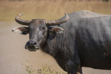 Buffalo yarım tam yemek çimen, Waterfront.