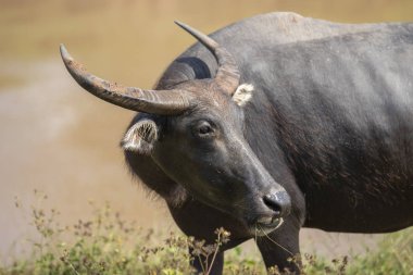 Buffalo yarım tam yemek çimen, Waterfront.