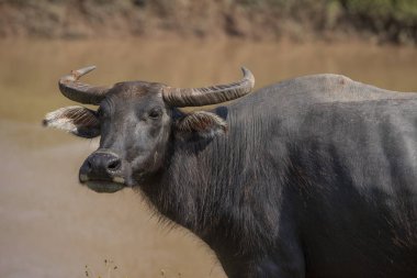 Buffalo yarım tam yemek çimen, Waterfront.