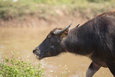Buffalo yarım tam yemek çimen, Waterfront.