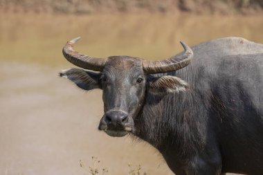 Buffalo yarım tam yemek çimen, Waterfront.