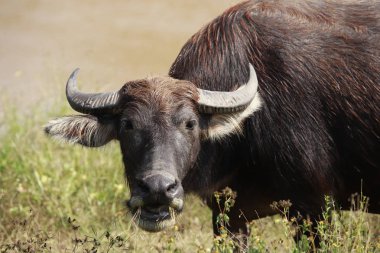 Buffalo yarım tam yemek çimen, Waterfront.
